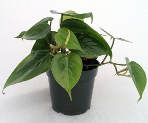 Adding plants like a philodendron to indoor spaces can help to alleviate the “winter doldrums.” Photo credit: Hirt’s Garden’s.